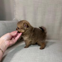 Luka - Chocolate male Pomeranian puppy in Phoenix, Arizona from Luxpomz
