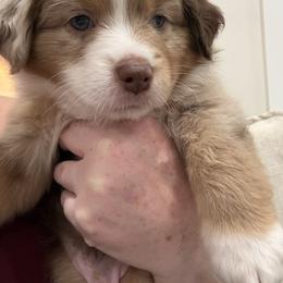 Beau - Red merle male Miniature Australian Shepherd puppy in Pinnacle, North Carolina from Higher Elevations Mini Aussies