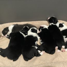 Australian Shepherd Puppies from Lil' Blue Blessings
