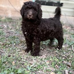 Male 3 - Chocolate male Labradoodle puppy in Mountain View, Missouri from Gastineau Doodles