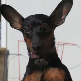 Carmen - Miniature Pinscher