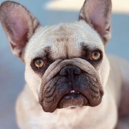 French Bulldogs from NTX Frenchies