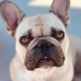French Bulldogs from NTX Frenchies