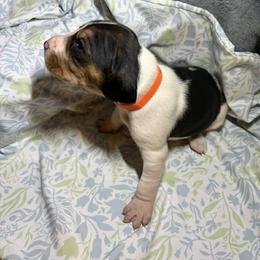 Boy 1 - male Treeing Walker Coonhound puppy in Vermontville, Michigan from Stackem Up Kennel