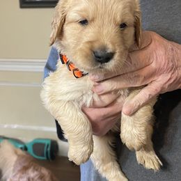 Boy - Dark golden male Golden Retriever puppy in Ellabell, Georgia from Ellabell Goldens