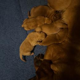 Girl 5 - Yellow female Labrador Retriever puppy in Littlefield, Arizona from Susan Burkey