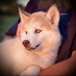 Pomsky and Siberian Husky Puppies from A-Dream Pomsky Kennel