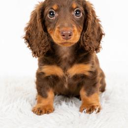 Luke - Chocolate and tan male Dachshund puppy in Desloge, Missouri from Snows Doxies