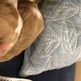 Goldendoodle Puppies from Dapper Doodles of Tennessee