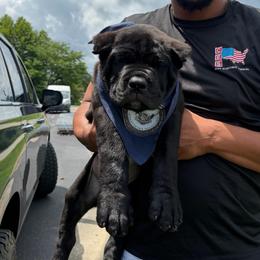 2nd Pick Male - male Cane Corso puppy in Crossville, Tennessee from CANE CORSO DI DROGHEDA LLC