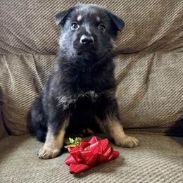 Red Boy - Black and tan male German Shepherd puppy in Ashland, Ohio from Peachy Puppies