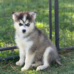 Drake - Wolf sable male Pomsky puppy in Lewiston, Minnesota from Family Pomsky