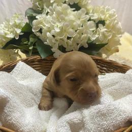 Bonnie - Red female Dachshund puppy in Elizabethtown, Kentucky from Teeny Tiny Puppy Tails