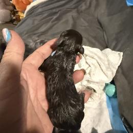 Little Winston - Liver male Miniature Schnauzer puppy in New Bern, North Carolina from DJS Delightful Miniature Schnauzers