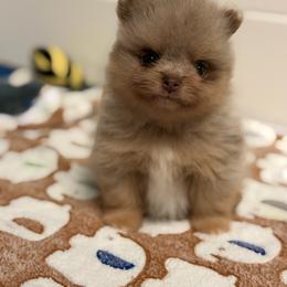 Zane - Lavender male Pomeranian puppy in Newport Beach, California from Exotic City Pomeranians and chihuahuas
