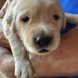 Golden Retriever Puppies from Gail’s Goldens