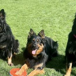 Bohemian Shepherds from Bohemia Schubertus