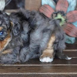 Boy 5 - Blue merle male Aussiedoodle puppy in Lawton, Oklahoma from Lindsey’s Aussies