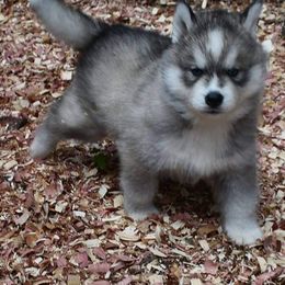 Siberian Husky Puppies from Xk siberians
