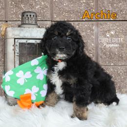 Archie - Phantom male Bernedoodle puppy in Heyworth, Illinois from Cobble Creek Puppies