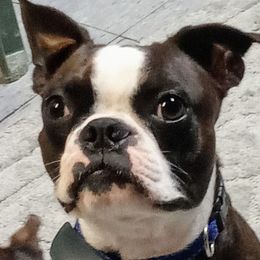 Rowdy - Boston Terrier
