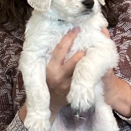 Goldendoodles from Foglight Goldendoodles