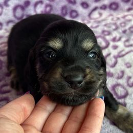 Locke - Black and cream male Dachshund puppy in Stamford, Texas from West Texas Miniature Dachshunds