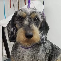 Paige - Dachshund