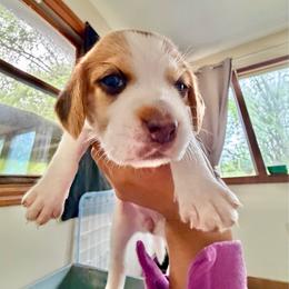 Pebbles - Tan and white female Beagle puppy in Judsonia, Arkansas from Mayberry Acres Beagles and Basset Hounds