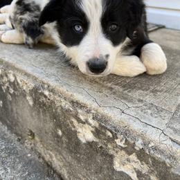 Border Collie Puppies from Roaring River Border Collies