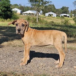Yasmine - Merle female Great Dane puppy in Jerusalem, Arkansas from Mara Danes