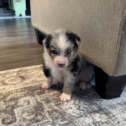 Boy 1 - male Australian Shepherd puppy in Ludowici, Georgia from Raven Creek Farms