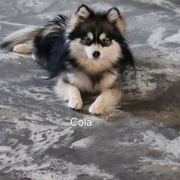 Cola - Pomsky