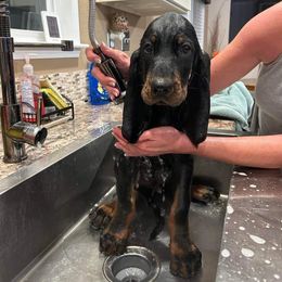 Black and Tan Coonhound Puppies from Classic Coonhounds