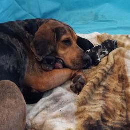 American Leopard Hound Puppies from Black Dragon Hounds