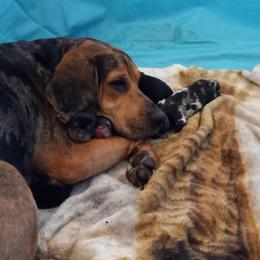 American Leopard Hound Puppies from Black Dragon Hounds