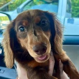 Cowboy Cody - Chocolate and tan male Dachshund puppy in Westminster, South Carolina from Carter's Kennels