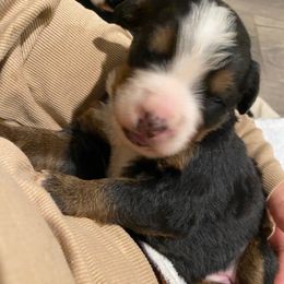 Honey - Black rust and white female Bernese Mountain Dog puppy in Rural Retreat, Virginia from Bernese Bunker