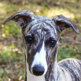 Skye - Whippet