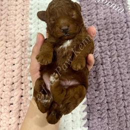 California - Red  female Poodle puppy in Port Arthur, Texas from Perfect Paw Kennel