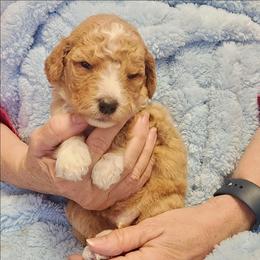 Green (boy) - Red  male Goldendoodle puppy in Cumming, Georgia from Chattahoochee Kennels