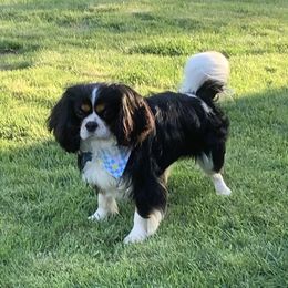 Beau - Cavalier King Charles Spaniel