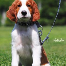Irish Red and White Setters and Irish Setters from Ruairi's Irish Setters