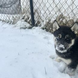 Spooky - Black tan and white female Siberian Husky puppy in Canton, Ohio from Bleu Skies Siberian Huskies