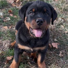 Green boy - Black and mahogany male Rottweiler puppy in Industry, Illinois from KDKs Kennels