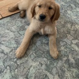 Golden Retriever Puppies from Hancock Goldens