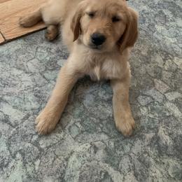Golden Retriever Puppies from Hancock Goldens
