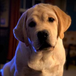 Labrador Retriever All Grown Up from MayCroft Labradors