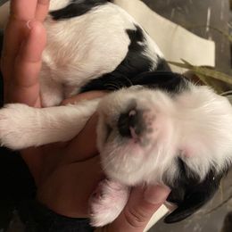 English Springer Spaniel Puppies from River’s Edge ~ English Springer Spaniels