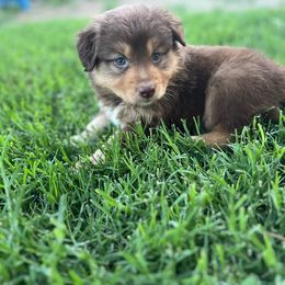 Jabba The Hutt - Red tri-color Australian Shepherd puppy in Amarillo, Texas from Luna’s Mini Aussies